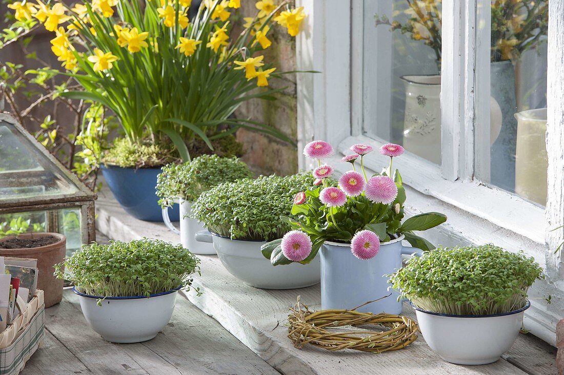 Sowing cress in enamel bowls