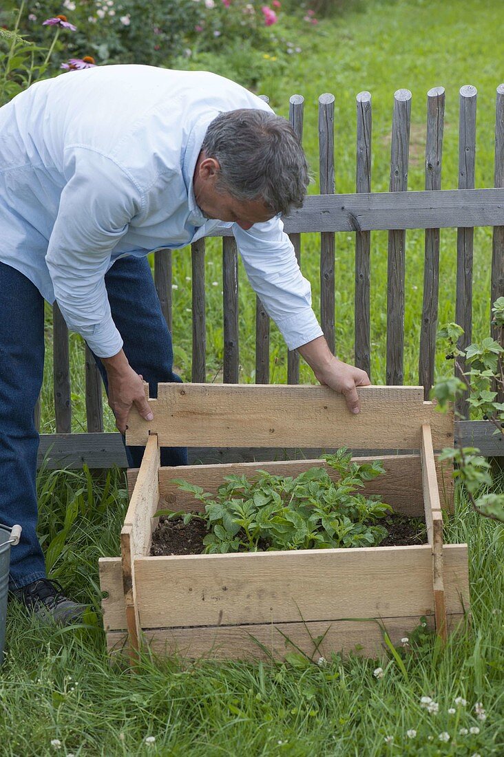 Growing potatoes in potato crate