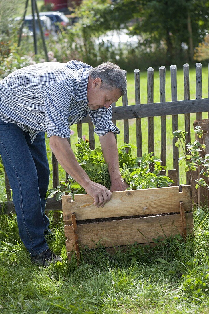 Growing potatoes in potato crate