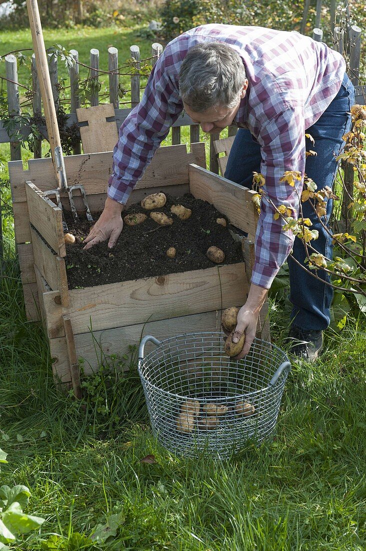 Growing potatoes in potato crate