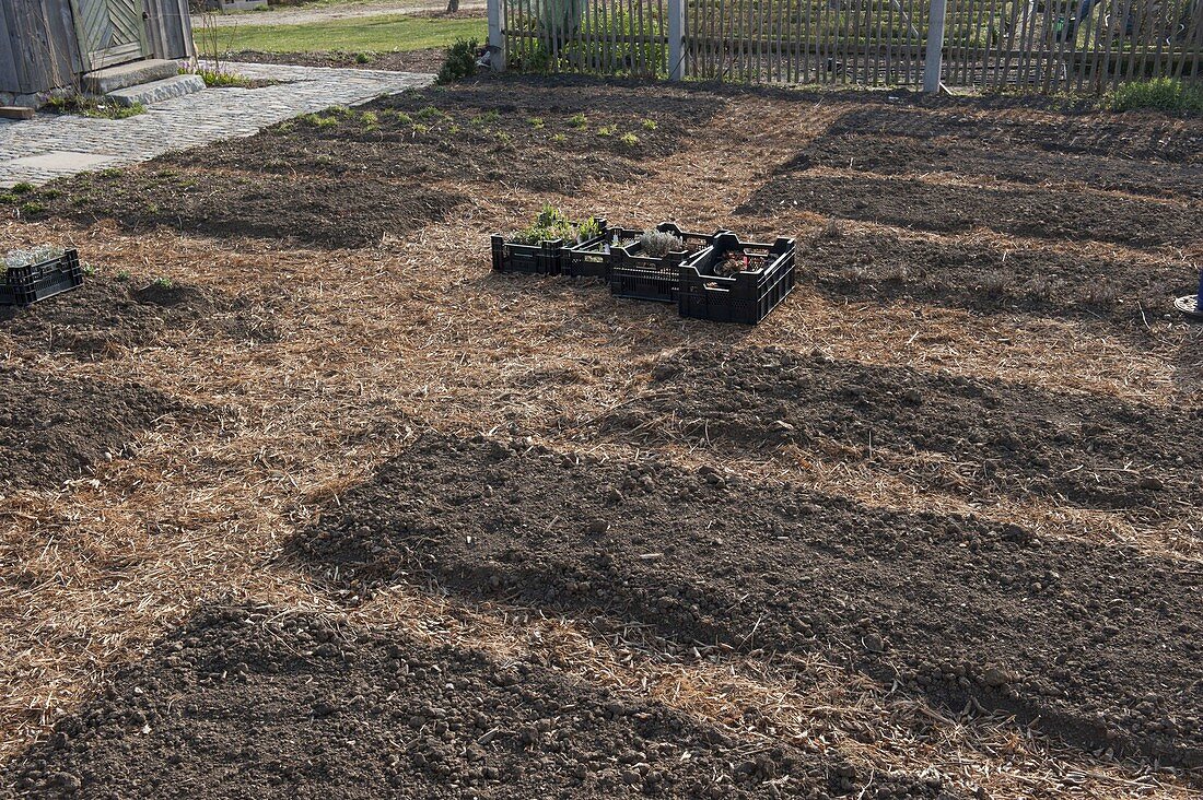 Farm garden with perennials and summer flowers planted