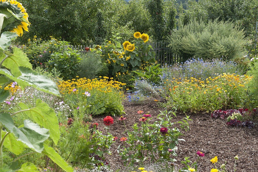 Bauerngarten mit Stauden und Sommerblumen bepflanzen