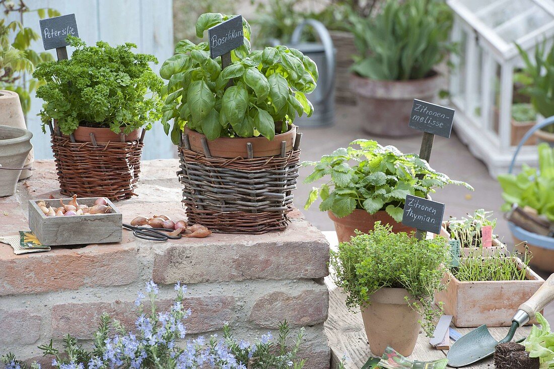 Herb terrace: basil (Ocimum basilicum), parsley (Petroselinum)