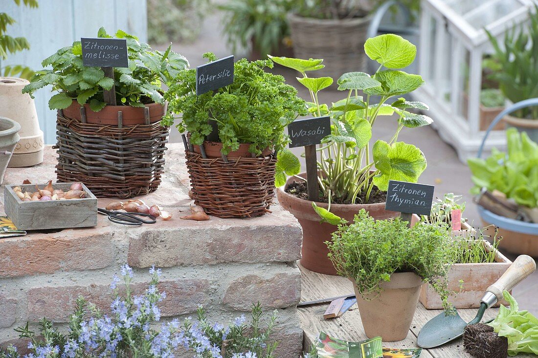 Herb terrace with lemon balm, parsley