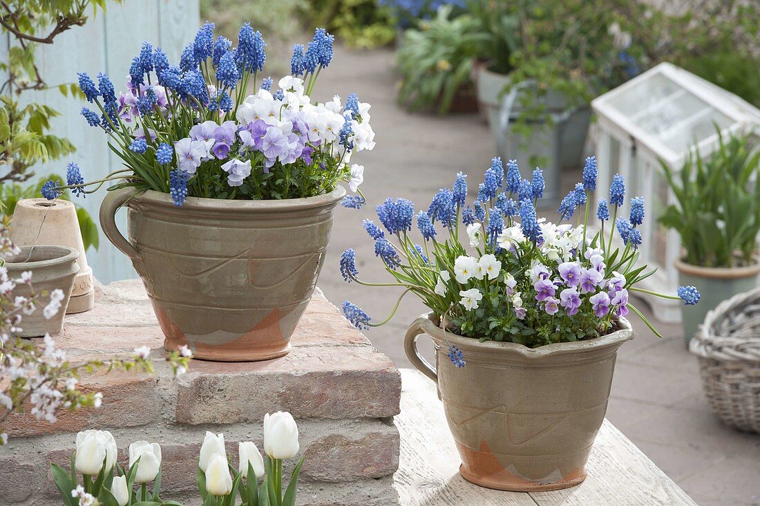 Muscari 'Blue Magic' (grape hyacinths) and Viola cornuta (horned violet)