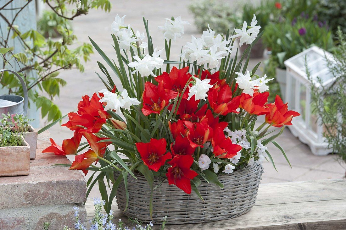 Red and white spring basket: fragrant Narcissus 'Thalia' (Narcissus), Tulipa