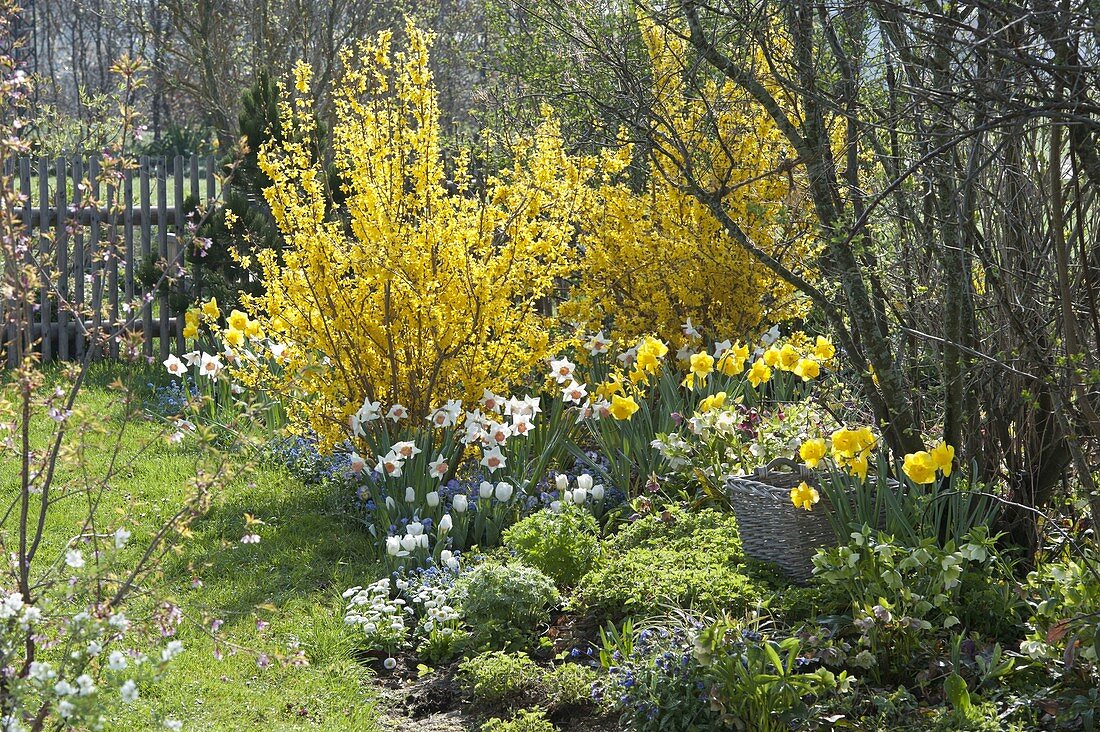 Frühlingsbeet mit Forsythia 'Lynwood' (Goldgloeckchen), Narcissus