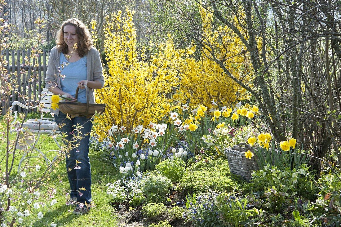 Spring border with Forsythia 'Lynwood' (Goldflower), Narcissus