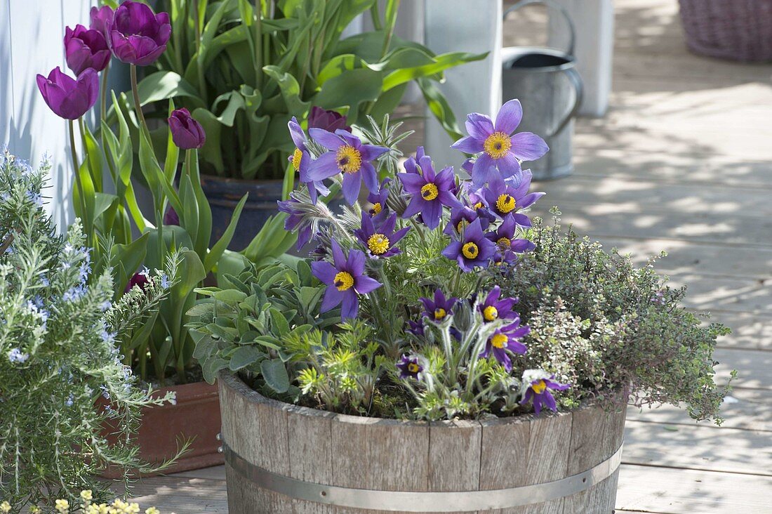 Pulsatilla vulgaris 'Blaue Glocke' (Kitchen Sill, Cow-Sill)