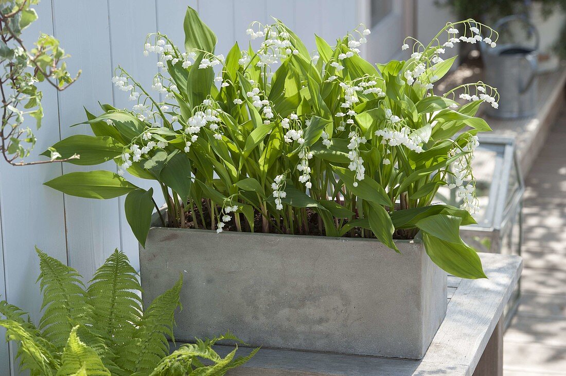 Grey box with Convallaria (Lily of the Valley), fern in front of it