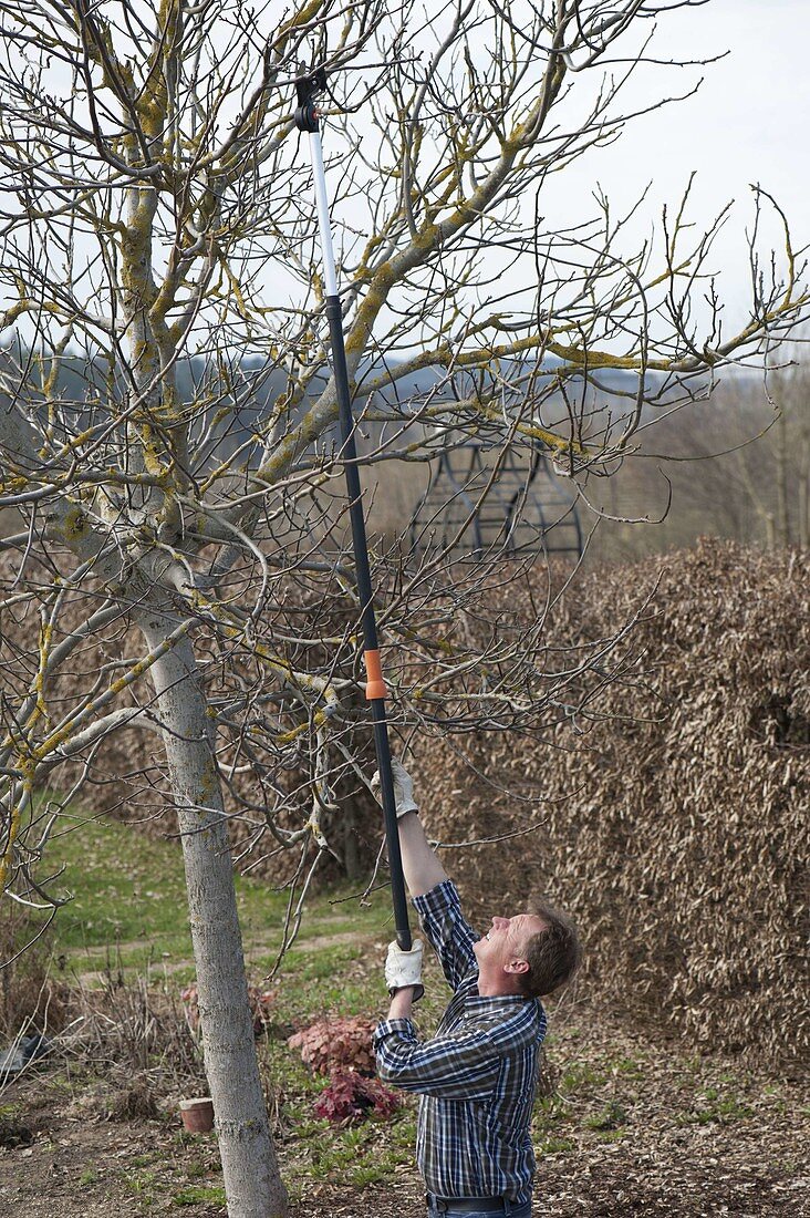 Man thinning walnut tree (Juglans regia) in early spring or late winter