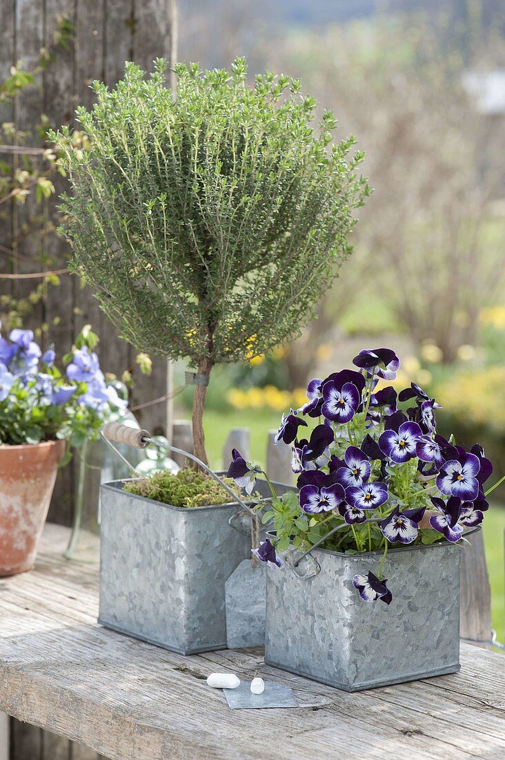 Stems of thyme (Thymus vulgaris) and Viola cornuta