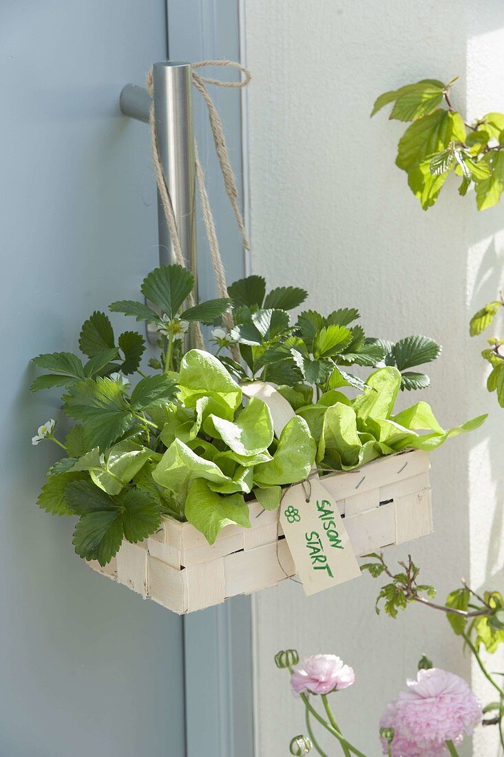 Small chip basket with salad plants (Lactuca) and strawberries (Fragaria)