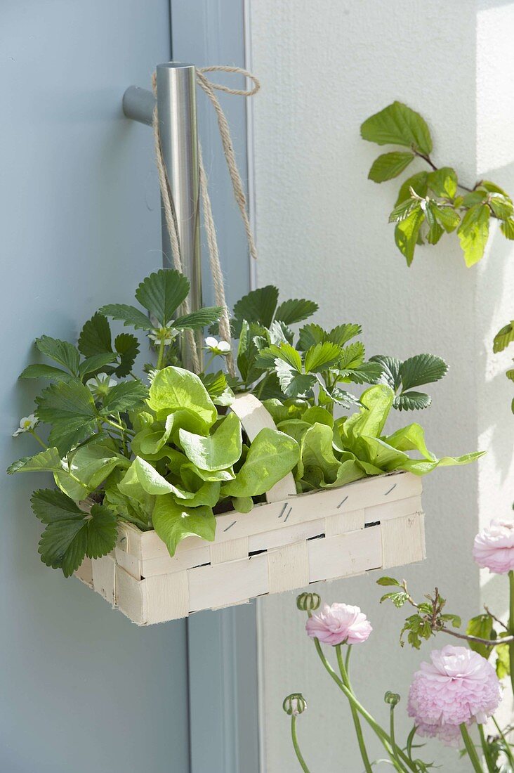 Small chip basket with lettuce plants and strawberries