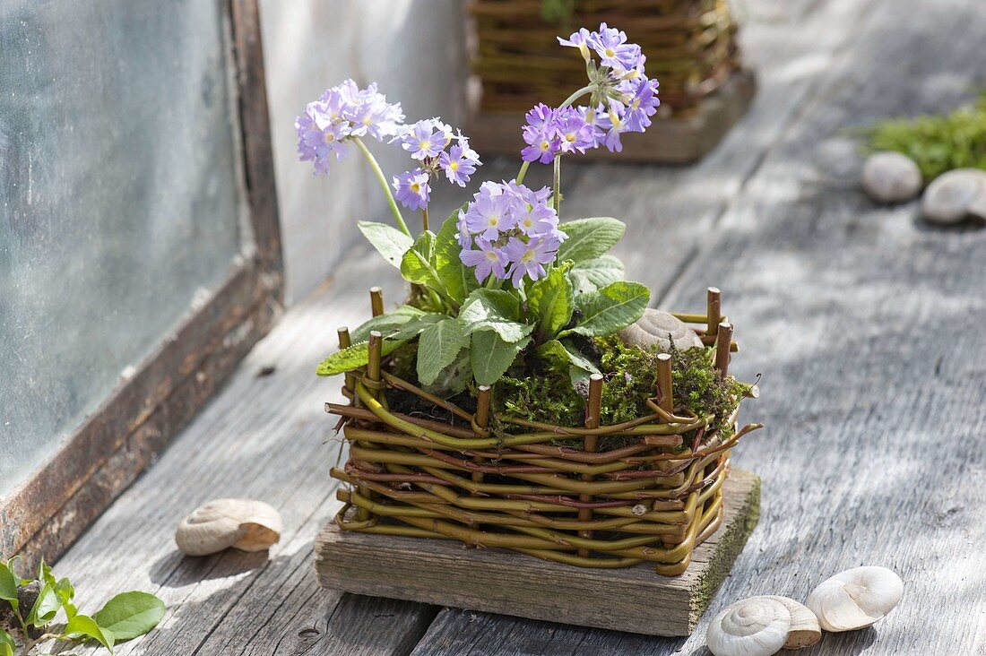 Small Primula denticulata (globe primrose) in pot of home-made