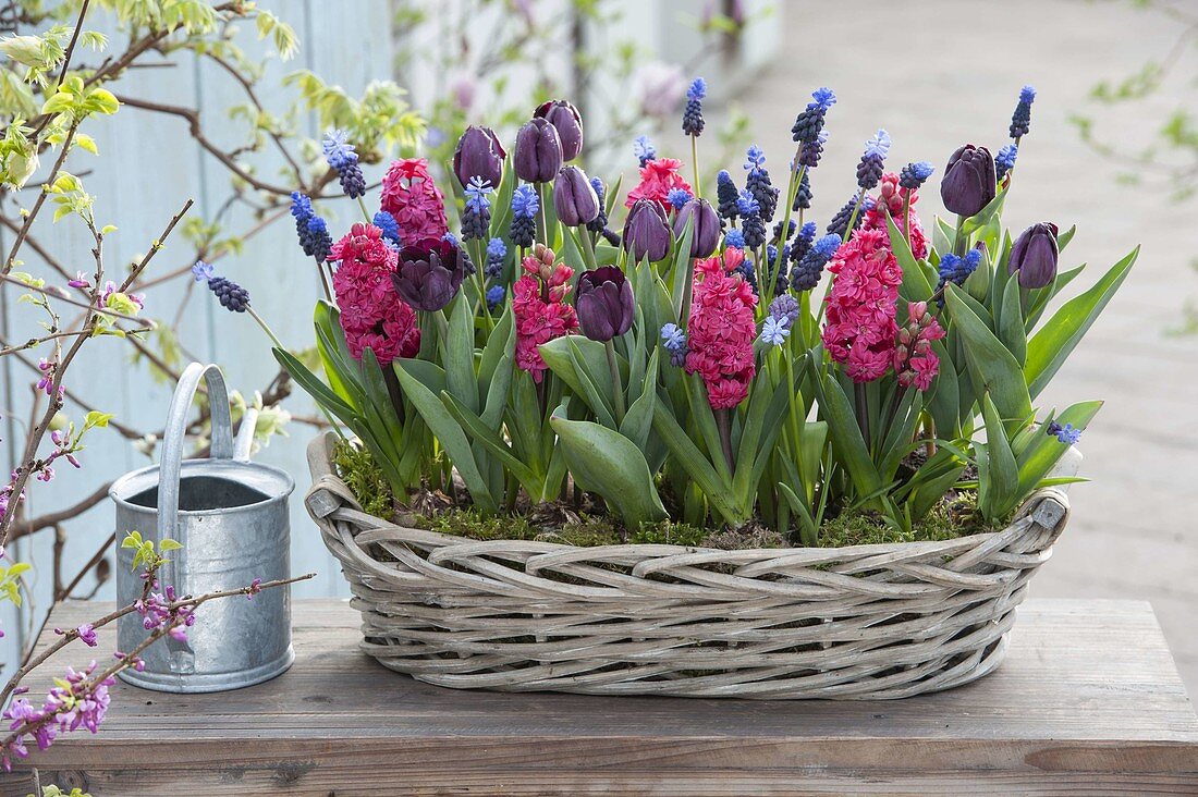 Basket box with Tulipa 'Paul Scherer' (tulips), Hyacinthus 'Hollyhock'.