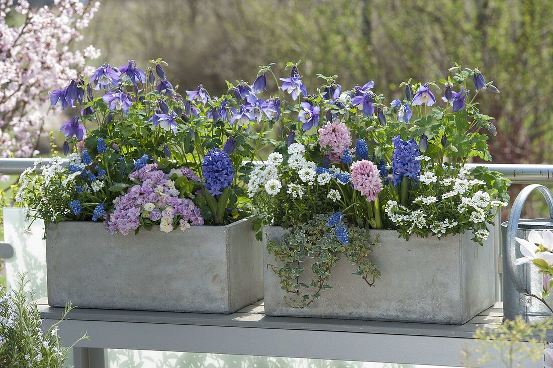 Graue Kästen blau-rosa bepflanzt: Aquilegia Spring Magic 'Navy & White'