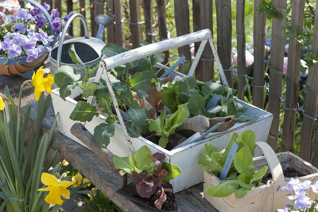 Vegetables - young plants in a wooden basket for planting out in the vegetable patch