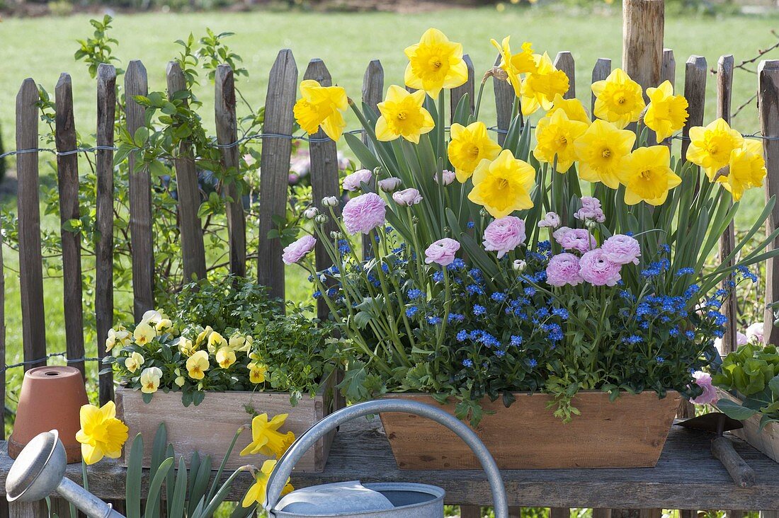 Narcissus 'Yellow River' (daffodils), Ranunculus (ranunculus), Myosotis