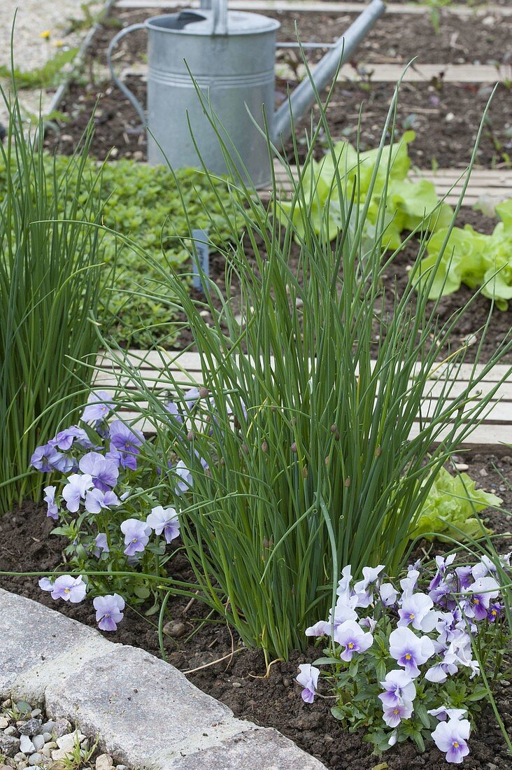 Chives and horned violets in the organic garden