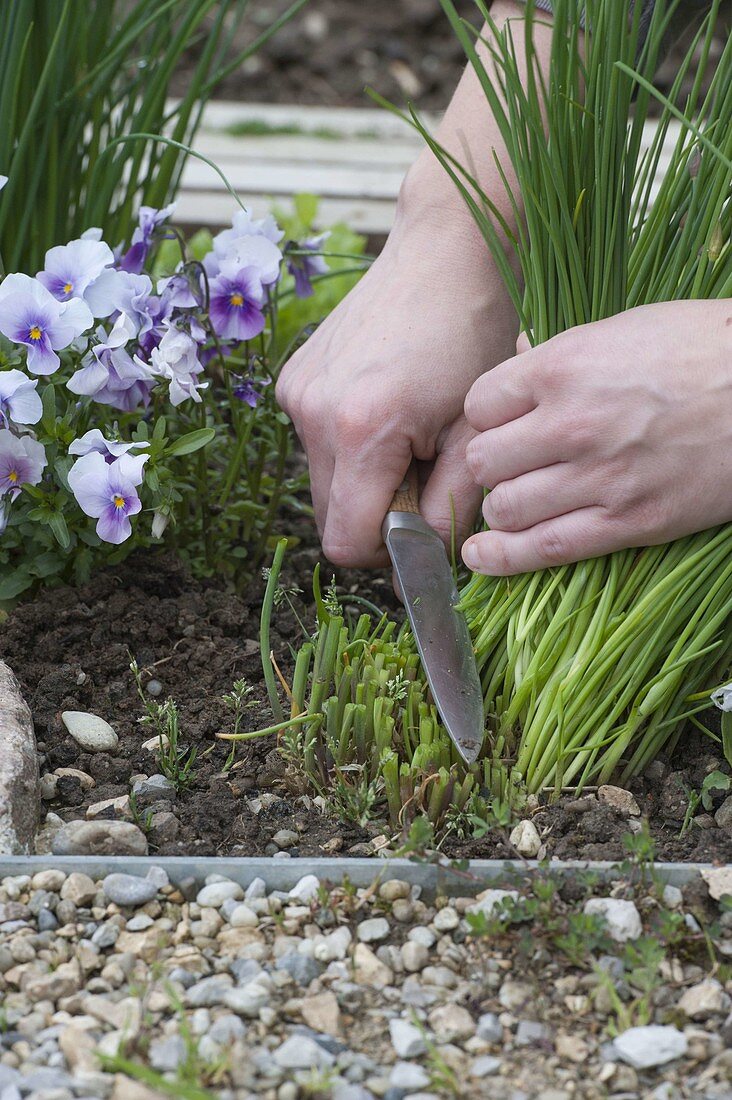 Chives and horned violets in the organic garden