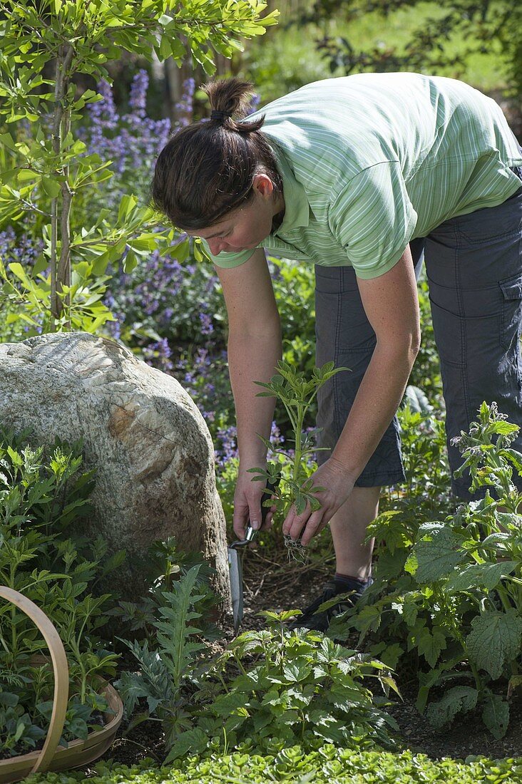 Woman planting summer flowers in bed