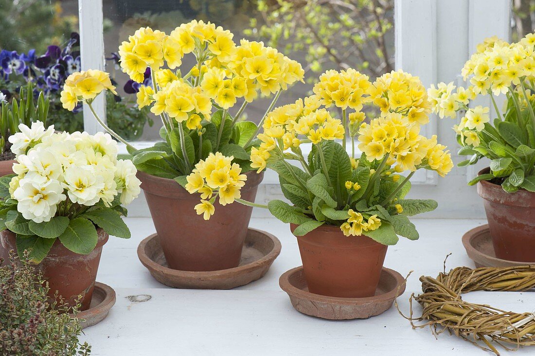 Primula veris (primroses, cowslip) and Primula Belarina