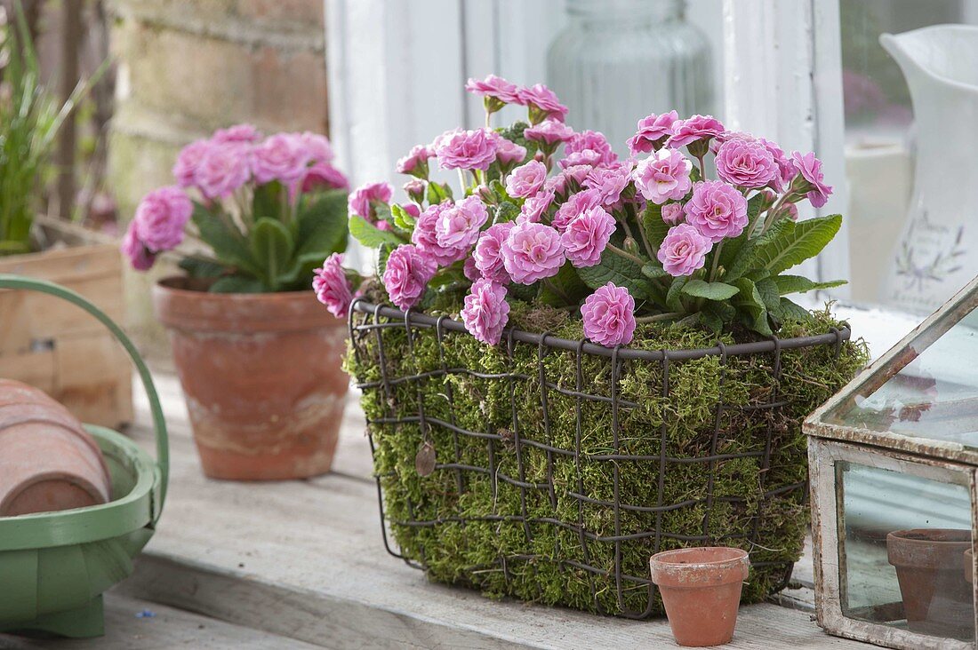Primula 'Romance' (Stuffed Primroses) in a moss basket and clay pot