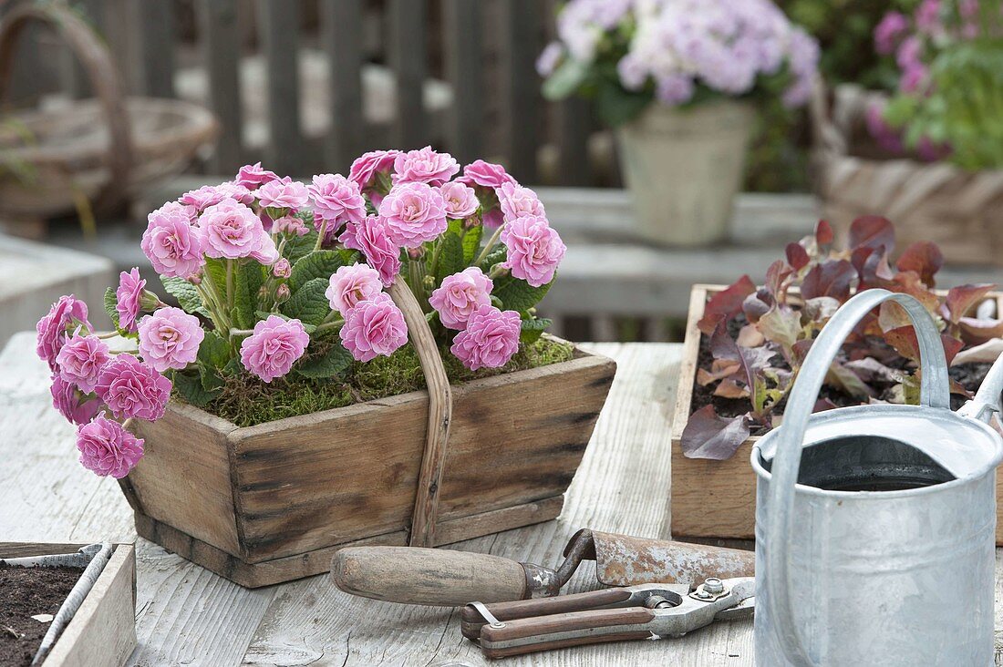 Primula 'Romance' (Gefuellte Primeln) in Holzkorb, Jungpflanzen