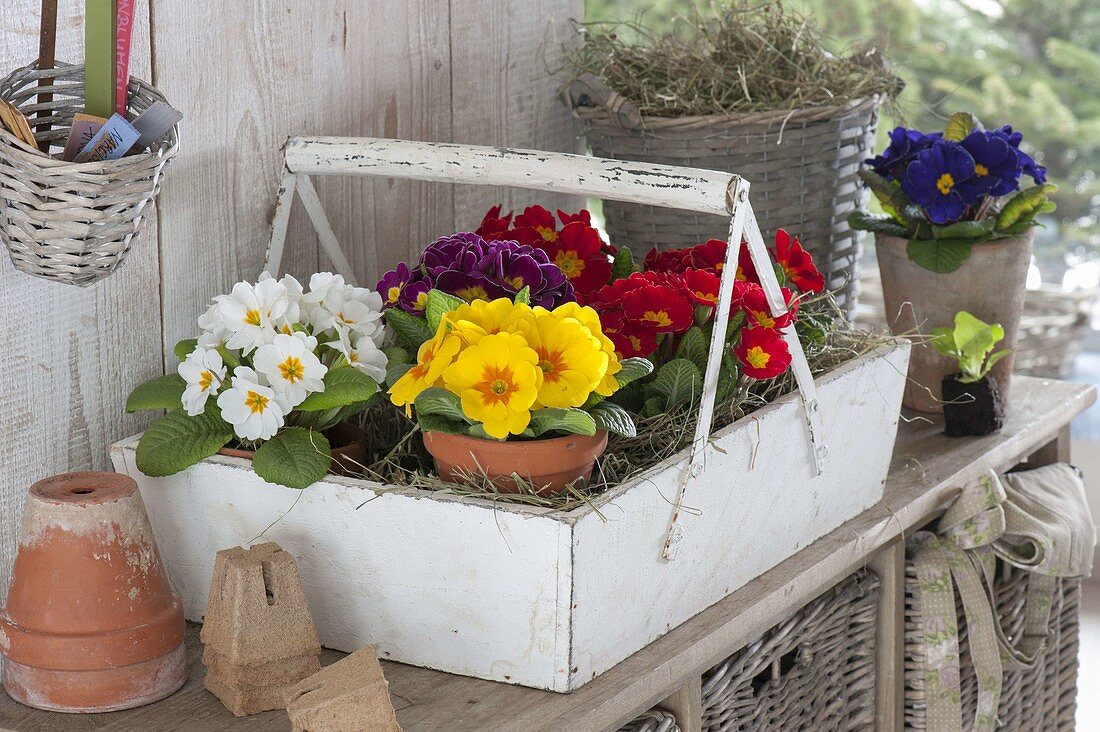 Weisser Holzkorb mit bunten Primula acaulis (Frühlingsprimeln) in Tontöpfen