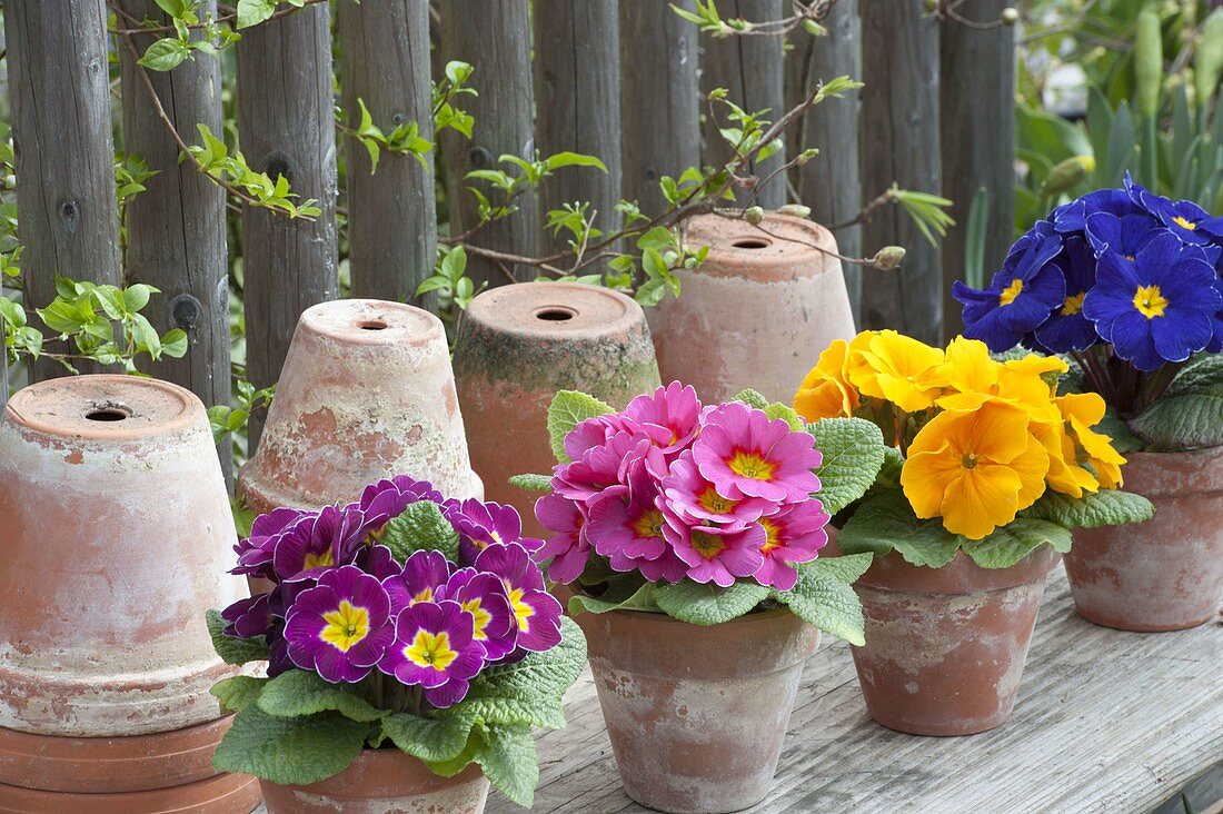 Colourful Primula acaulis (spring primroses) lined up in clay pots