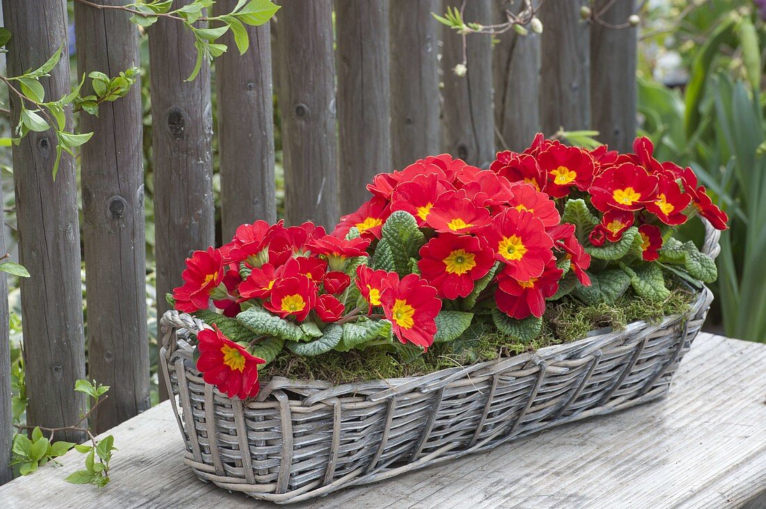 Primula acaulis 'Finish Red' (spring primroses) in grey basket box