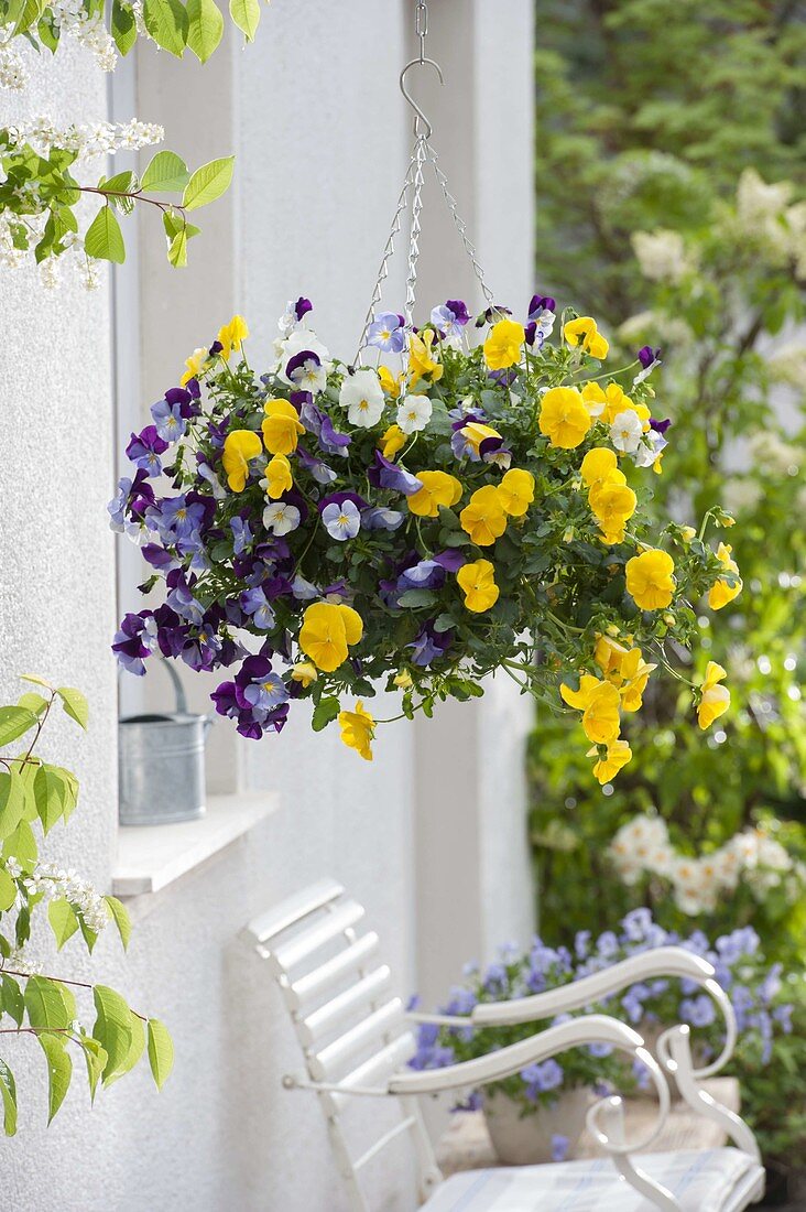 Korbampel mit bunt gemischten Viola wittrockiana (Stiefmütterchen)