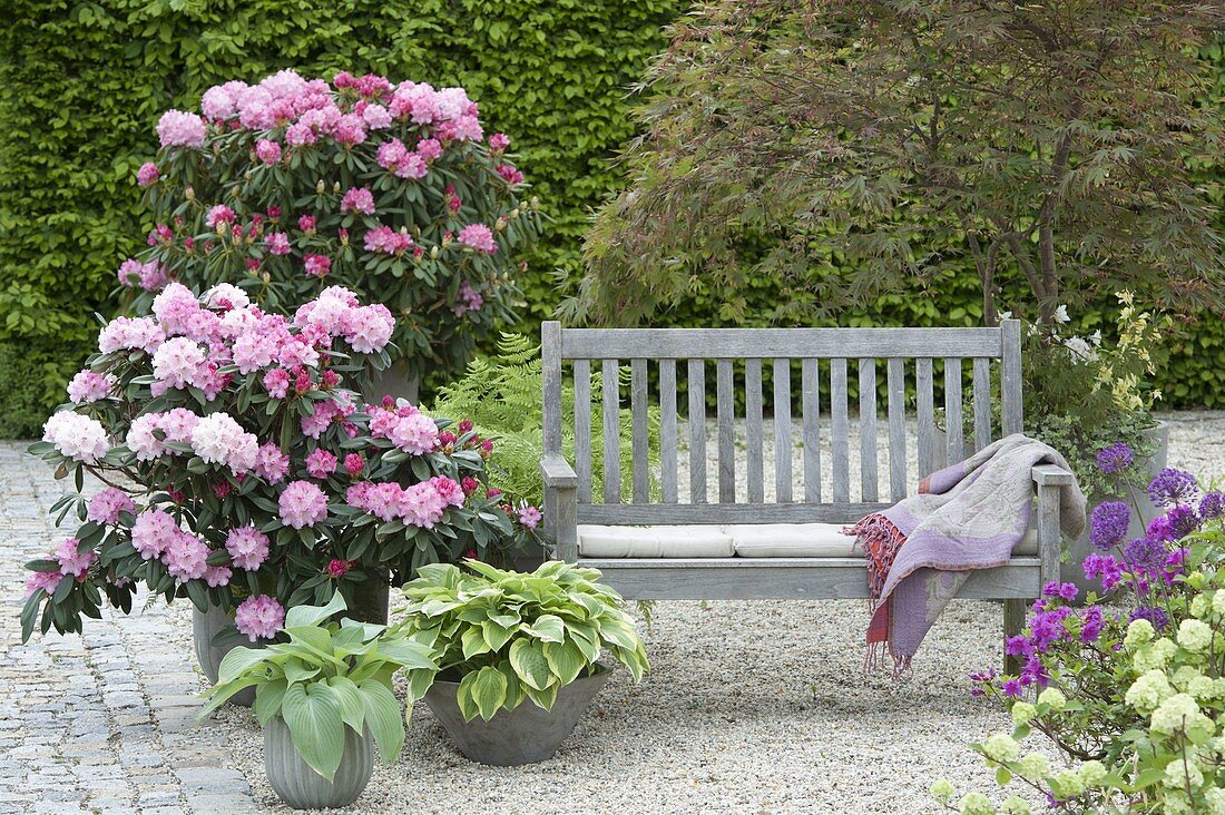 Schattenterrasse mit Rhododendron (Alpenrosen), Hosta