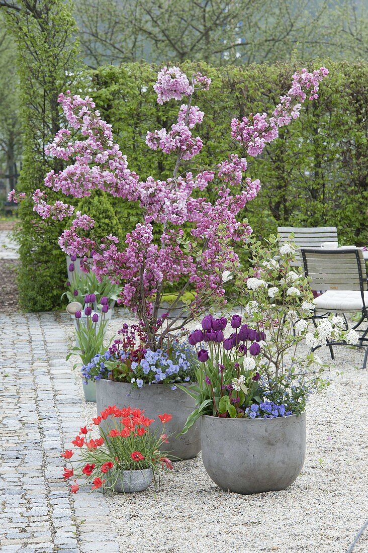 Malus 'Rudolph' (ornamental apple), Viburnum (snowball) on gravel terrace