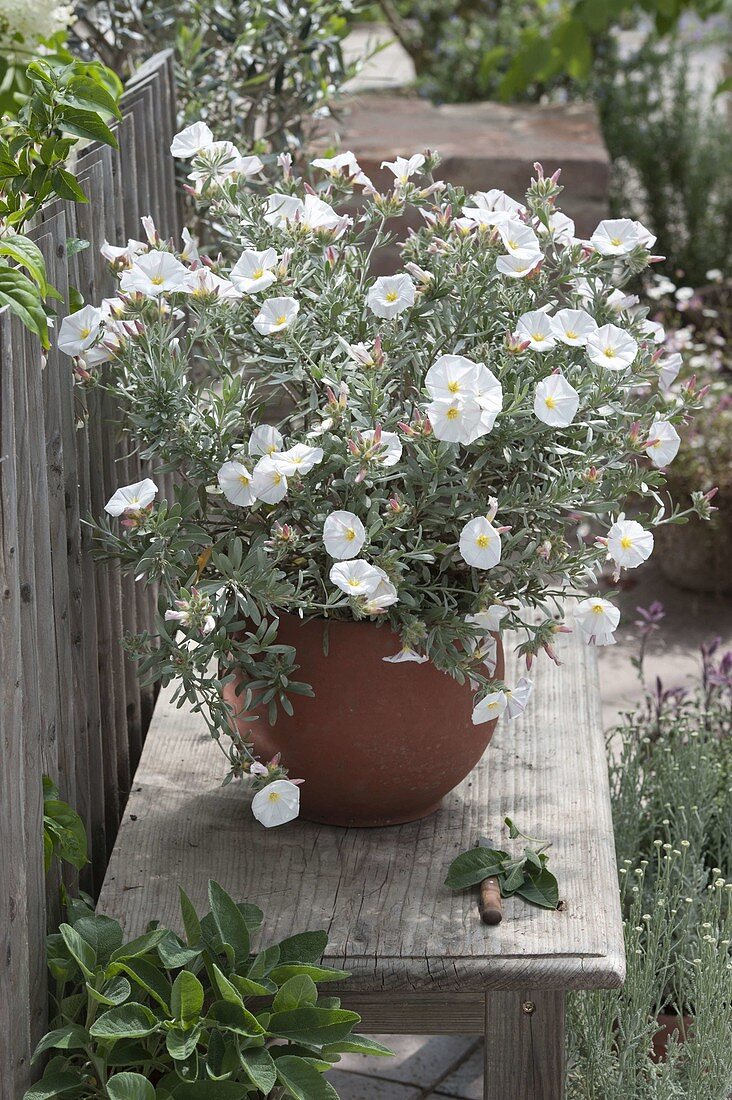 Convolvulus cneorum (silver bindweed) on bench by fence