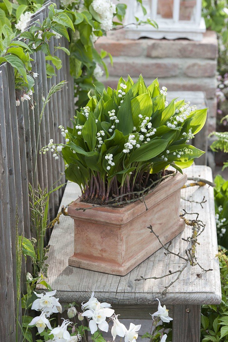 Convallaria majalis (Lily of the valley) in a box by the fence