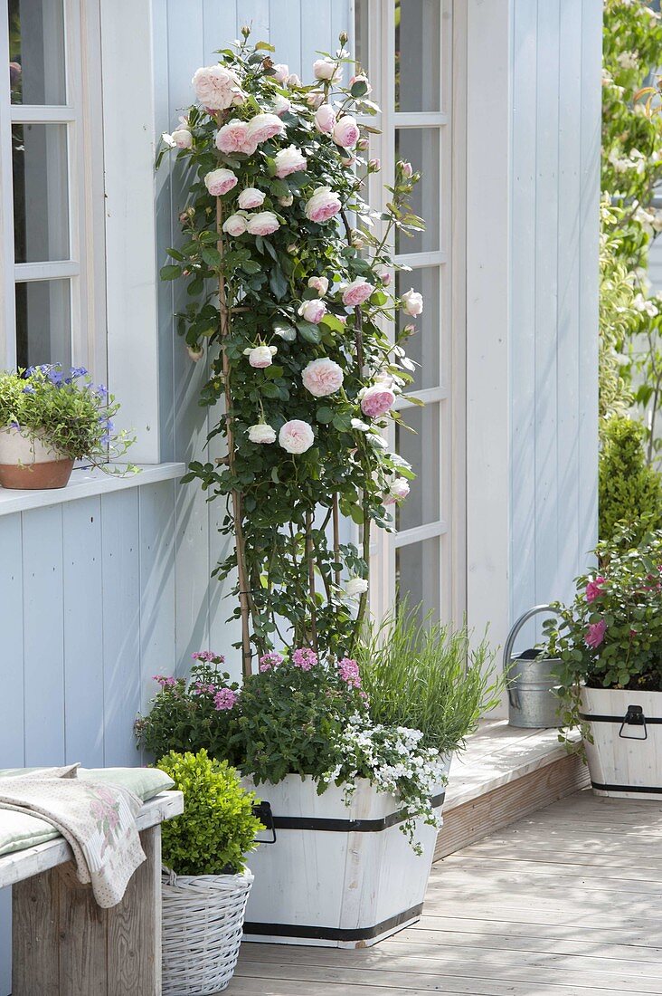 Rosa 'Pierre de Ronsard' syn. 'Eden 85' (Nostalgia rose) on a bamboo trellis