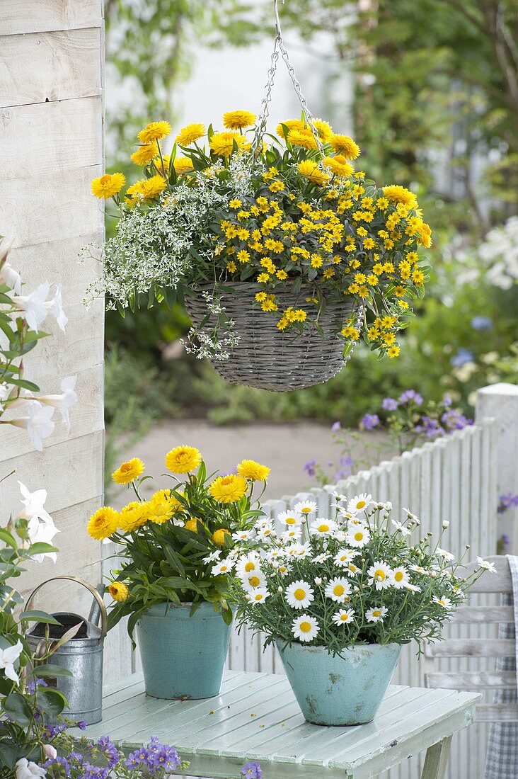 Basket with Bracteantha 'Totally Yellow' (strawflowers), Euphorbia