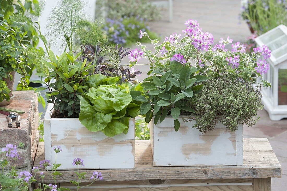 White wooden boxes with edible plants: Laurel (Laurus nobilis), Fennel