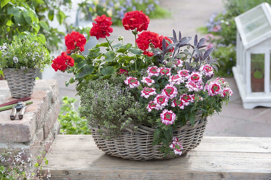 Balcony herb basket: Verbena 'Hurricane Hot Pink' (verbena)