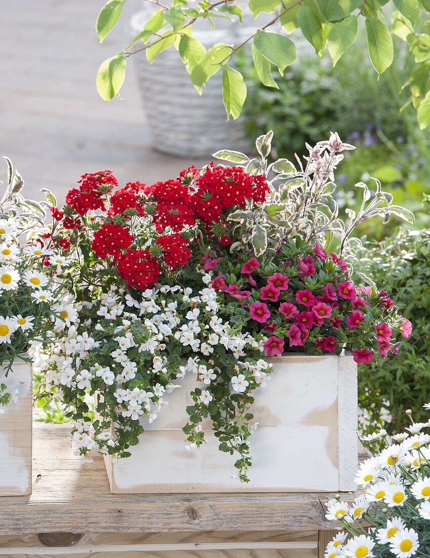 Verbena Estrella 'Vampire Red' (verbena), Bacopa 'Mega White' (bacopa)