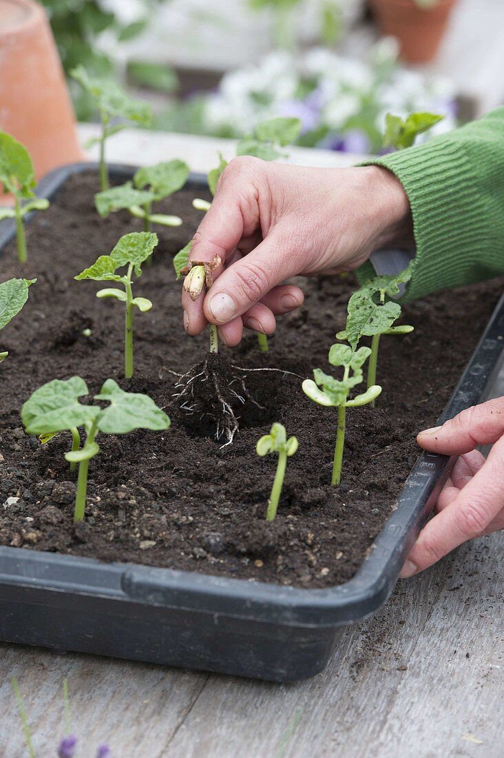 Bush beans 'Marona' (Phaseolus) in black sowing tray