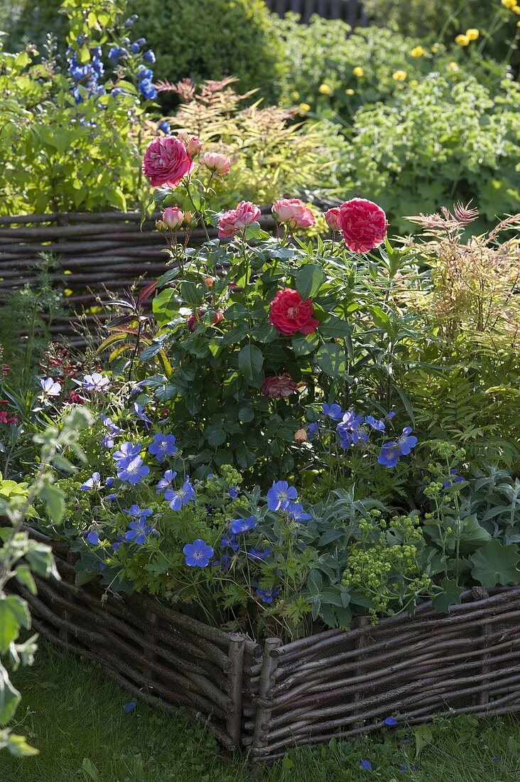 Beet mit Haselnussflechtwerk eingefasst: Rosa 'Rosanna' (Kletterrose)