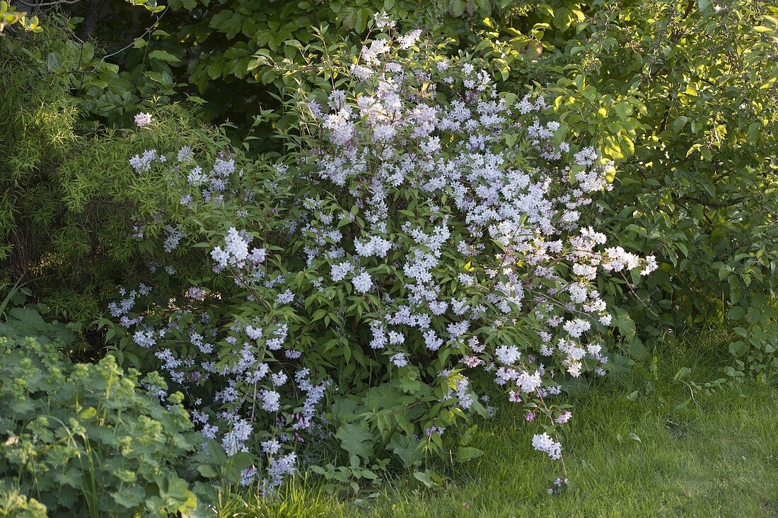 Deutzia gracilis (Small Mayflower)