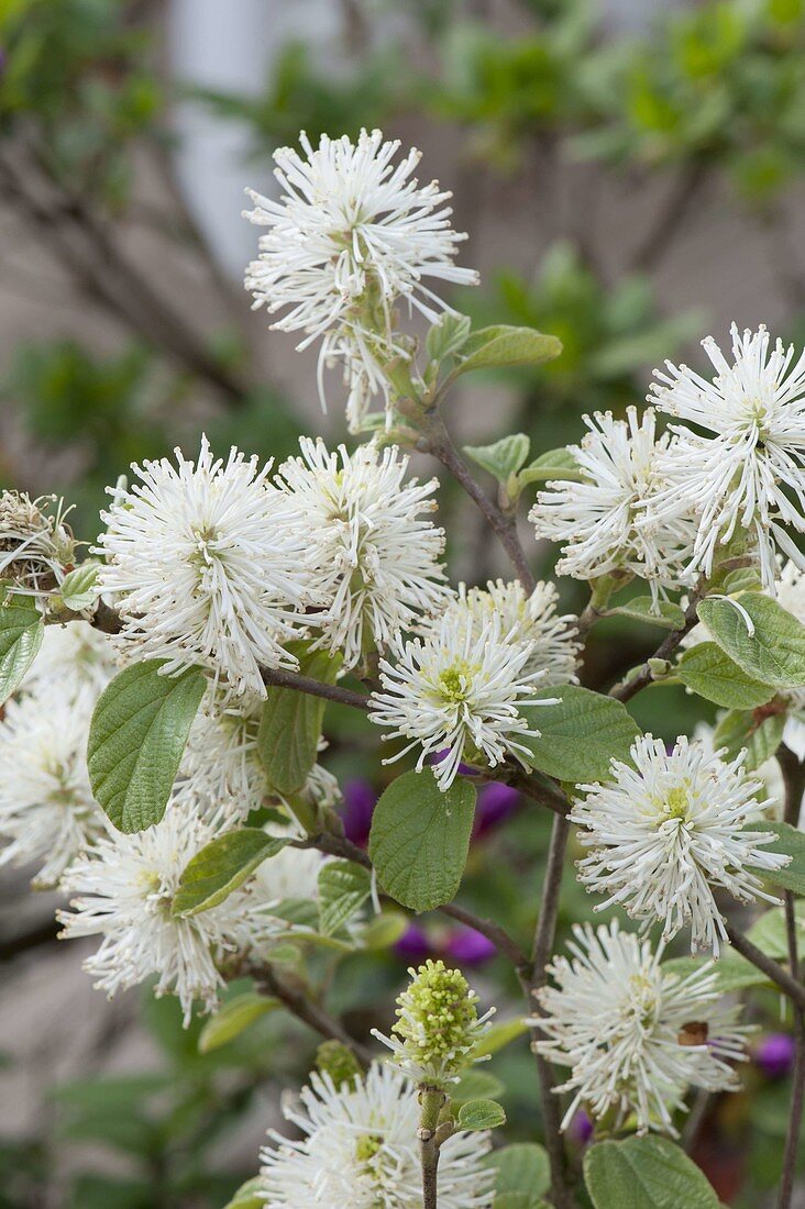 Fothergilla major (Großer Federbuschstrauch)