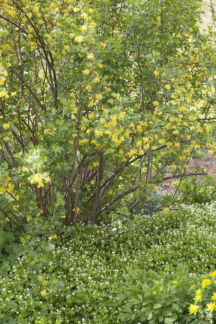 Woodruff (Galium odoratum) as ground cover under Ribes aureum