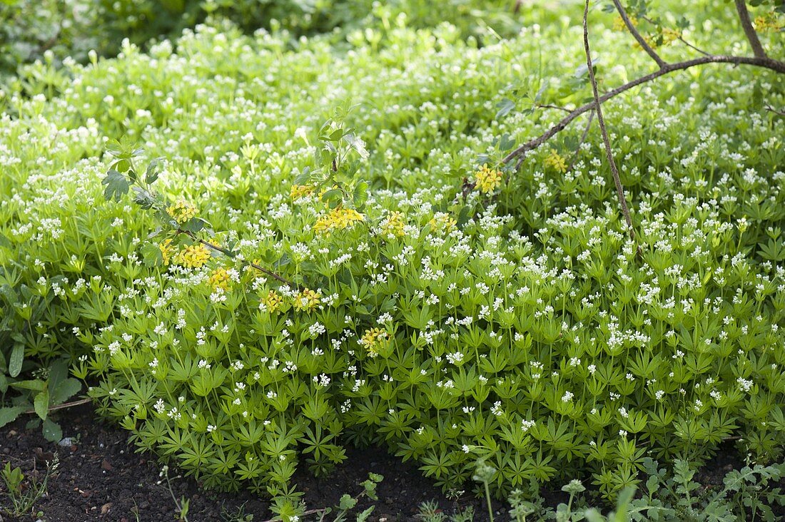 Woodruff (Galium odoratum) as ground cover