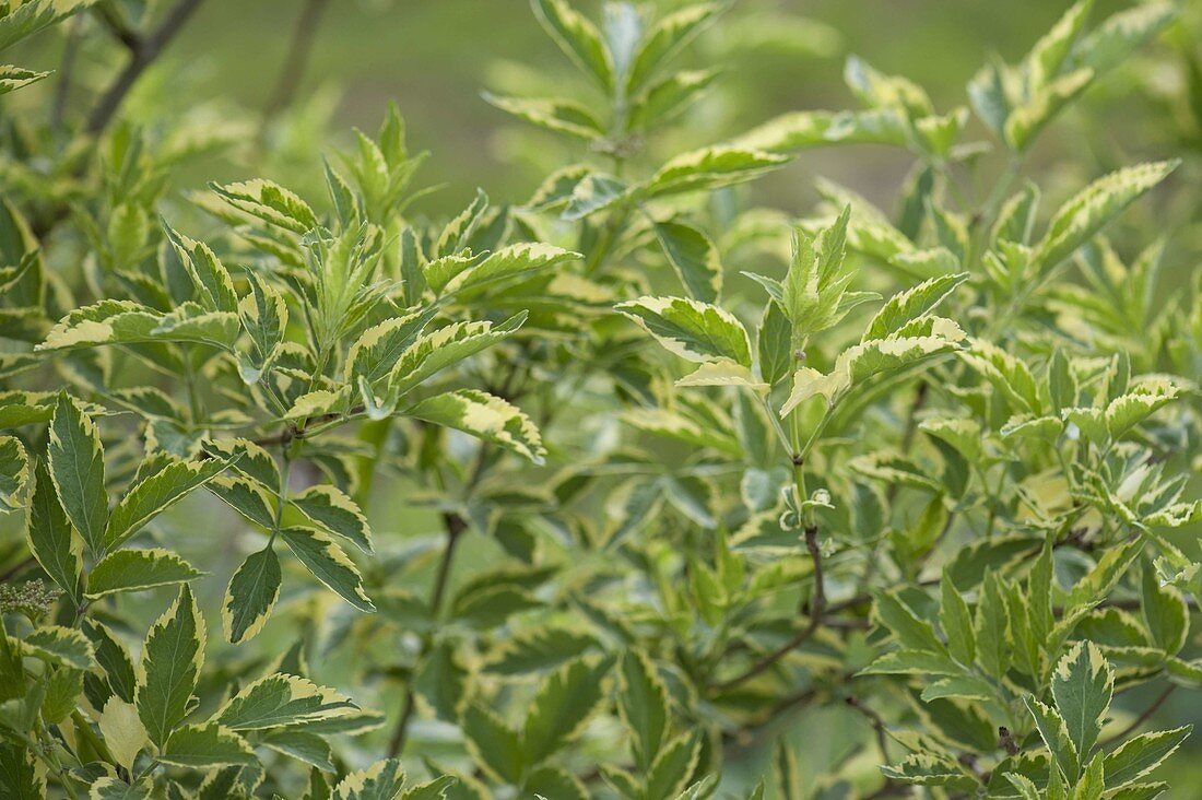 Sambucus nigra 'Marginata' (yellow elderberry)