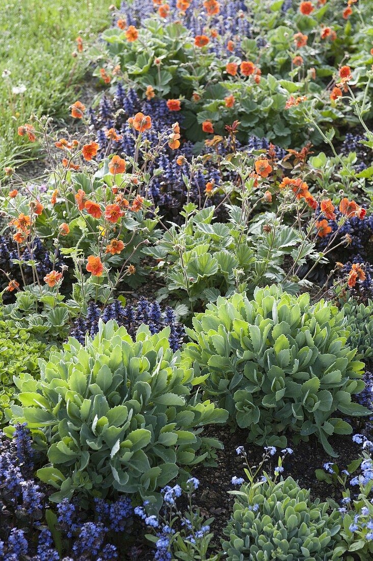 Early summer bed with geum (carnation root), Ajuga reptans